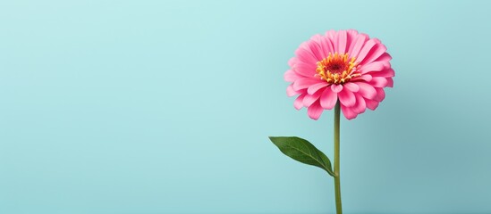 Zinnia pictured on isolated pastel background Copy space