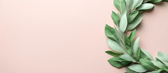 High quality photo of isolated green bay leaves isolated pastel background Copy space resembling a laurel wreath