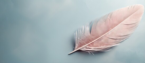 Muted colors in closeup of feather macro photo with beautiful minimalistic background isolated pastel background Copy space