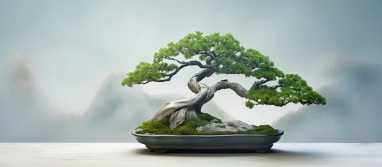 Deurstickers Horizontal bonsai tree separate isolated pastel background Copy space © HN Works