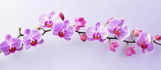 Rolgordijnen Pink phalaenopsis orchid branch on a isolated pastel background Copy space © HN Works