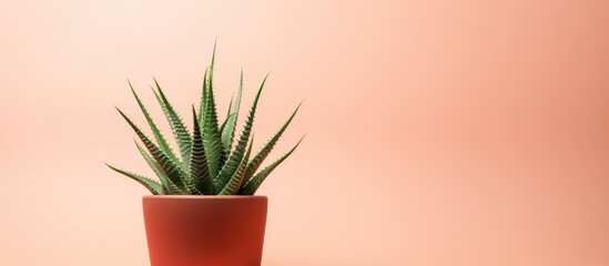 A red terracotta potted aloe vera plant isolated on a isolated pastel background Copy space