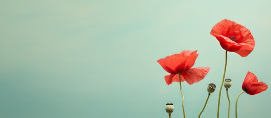 Obraz premium Common poppy scientifically known as Papaver rhoeas isolated pastel background Copy space