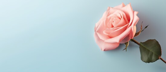 Fototapeta premium Pink rose flower on a isolated pastel background Copy space