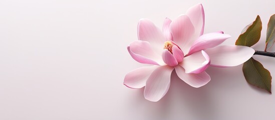 Isolated pink magnolia flower on a isolated pastel background Copy space full depth of field