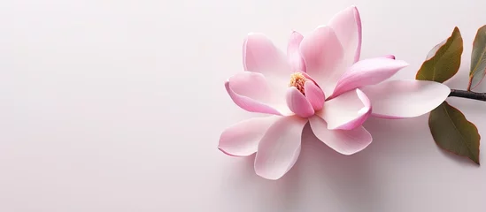 Gardinen Isolated pink magnolia flower on a isolated pastel background Copy space full depth of field © HN Works