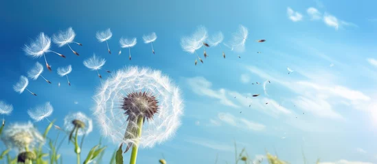  Dandelion spores blowing away against isolated pastel background Copy space © HN Works