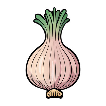 Vector illustration of fresh Onion bulb. Healthy food and vegetables concept. Illustration for books, magazines, menu. Clipart ingredients. Hand drawn style napiform onion with black outline.