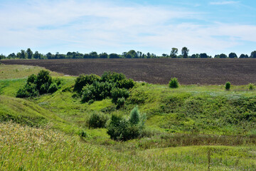 Fototapeta premium green hill with group of trees and plowed field on background copy space 