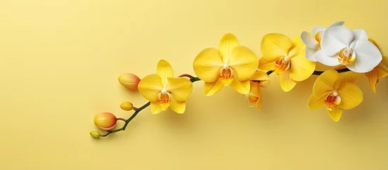 Poster Yellow orchid isolated on a isolated pastel background Copy space with path © HN Works