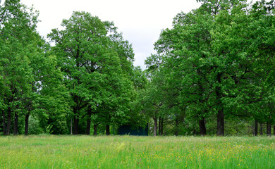 Fototapeta na wymiar green oak trees in the park with green lawn in cloudy day copy space