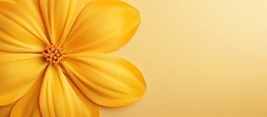 Abstract isolated pastel background Copy space featuring yellow flower petals