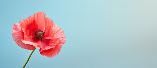 Common poppy scientifically known as Papaver rhoeas isolated pastel background Copy space