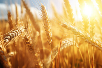 Close up of ripe wheat ears. Ripening ears of golden field. Sun setting over the meadow. Generative AI