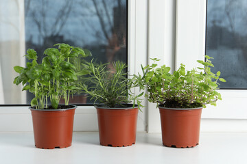 Different aromatic potted herbs on windowsill indoors