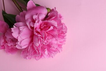 Beautiful bright peonies on pink background, top view. Space for text