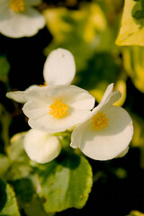 Begonia grandis