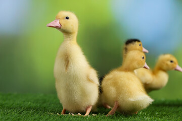 Cute fluffy ducklings on artificial grass against blurred background, closeup. Baby animals