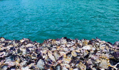 Massive numbers of shellfish clustered on the seaside bridge create a beautiful background against the green sea.