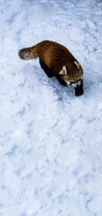 japanese red panda walking around the snow