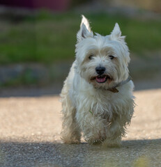 petit chien blanc mignon, se promenant dans la rue un soir de printemps