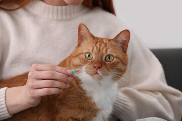 Woman giving pill to cute cat indoors, closeup