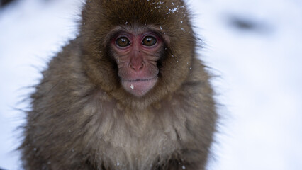 yudanaka snow monkey staring directly at camera