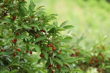 Goumi berry shrub growing outdoors, space for text