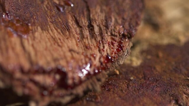 Rose wood that has a dark red rubber impregnated for dyeing fabrics, local wisdom of Thailand.