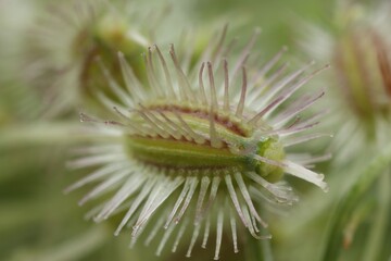 Macro photo of beautiful Astrodaucus plant on blurred background