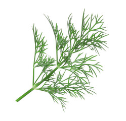 Sprig of fresh dill isolated on white