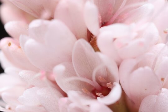 Macro photo of beautiful pink flowers as background