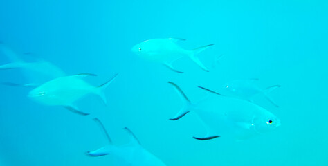 Snorkeling underwater views fish Corals turquoise water Rasdhoo island Maldives.