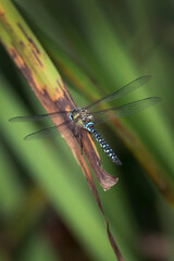 Dragonfly colorful insects of summer