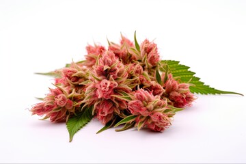Naklejka na ściany i meble Strawberry Cough Sativa Marijuana Flower Close-Up on White Background - Cannabis Culture and Natural Medicine 