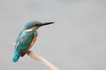 カワセミ