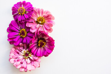 Beautiful colorful zinnia flowers on white background with copy space for text, flat lay style.