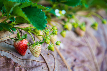 Organic strawberry plantation on mountain hill ready for harvest