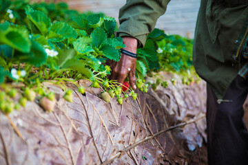 Organic strawberry plantation on mountain hill ready for harvest