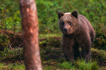 brown bear cub