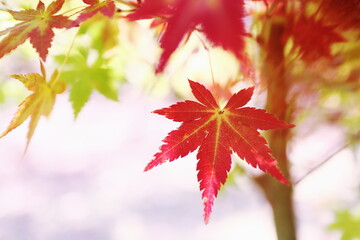 鮮やかな秋の紅葉