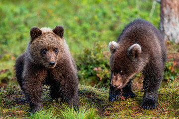 brown bear cubs in the forest