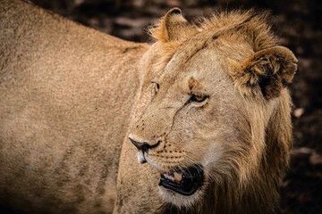 Male lion in Masai Mara