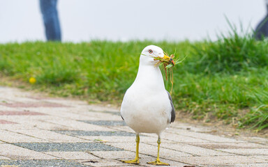蕪島のウミネコ