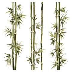 Fototapeta na wymiar Bamboo Plant Green vector graphic
