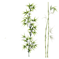 Fototapeta premium Bamboo Plant Green vector graphic