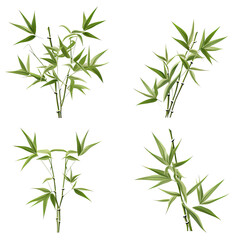 Fototapeta premium Bamboo Plant Green vector graphic