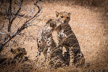 cheetah cubs in the wild
