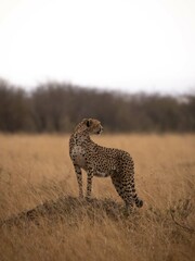 Cheetah in Masai Mara