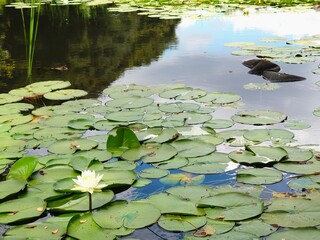 white water lily in a pond in a park